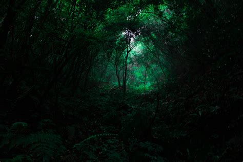 Green And Dark Forest Pixahive