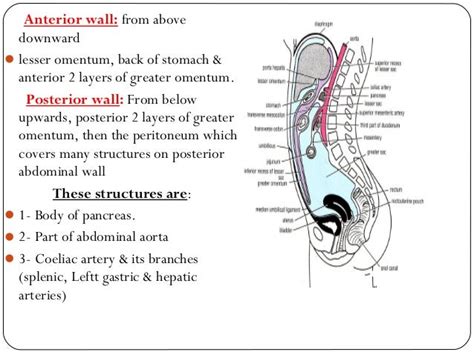 Peritoneum And Peritoneal Cavity