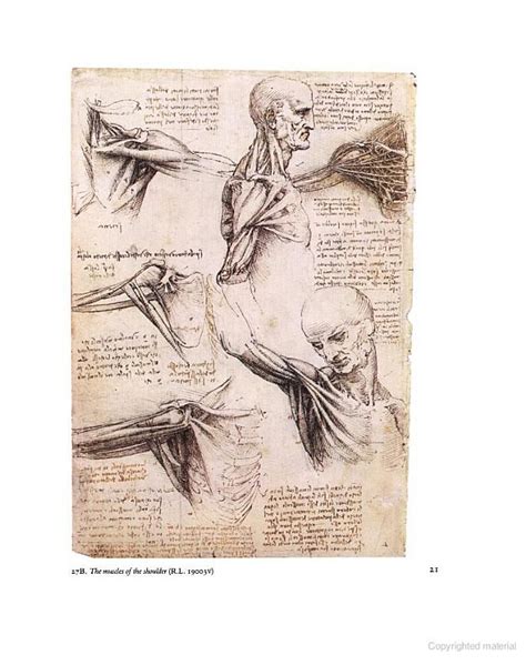 Leonardo Da Vinci Anatomical Drawings From The Royal Library Windsor