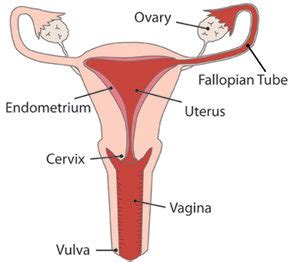This article looks at female body parts and their functions, and it provides an interactive diagram. The human reproductive system | The Shropshire and Mid ...