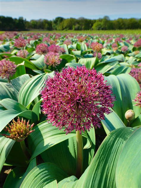 Allium Karataviense Red Giant Star Zierlauch Bestellen Fliederrosa