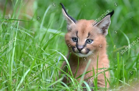 Caracal Cat For Sale Near Me Cat Meme Stock Pictures And Photos