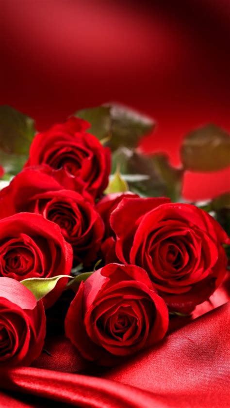 Beautiful Red Roses Flowers Iphone Wallpaper Hd Iphone Wallpaper Hd