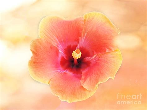 Dreamy Hibiscus Photograph By Beverly Guilliams Fine Art America