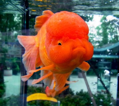 Lol Omg I Want One Too Funny Oranda Goldfish Goldfish Types