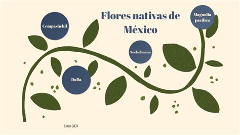 Flors Nativas de México by Camila Cárdenas