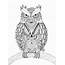 OWL Coloring Pages For Adults Free Detailed Owl