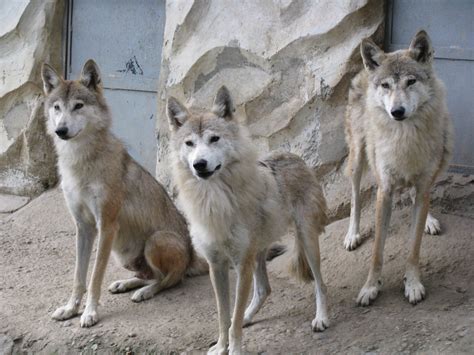 7 Friendliest Wolf Species That Make Good Pets Hubpages