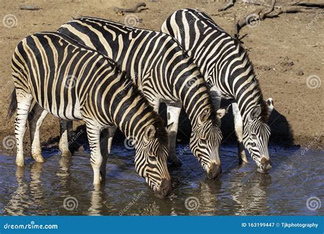Zebra Standing In Water Drinking At Watering Hole Stock Image Image