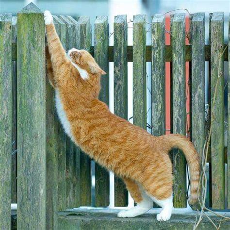 Morning Stretch Cat Stretching Cat Fence Orange Cats