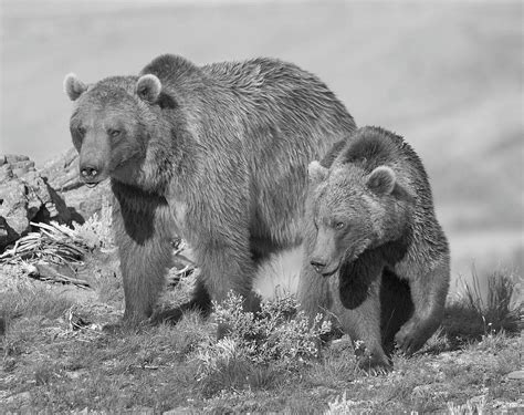 grizzly bear mom with yearling cub photograph by tim fitzharris