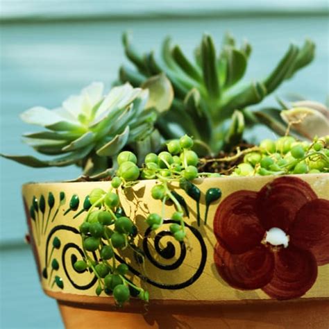 How To Make A Succulent Container Garden Calloways Nursery