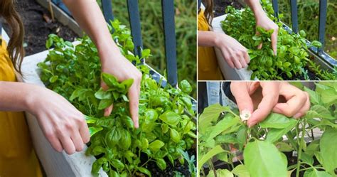 Why And How To Prune Herbs Plantandloving