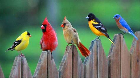 Birds Pc Wallpapers Top Free Birds Pc Backgrounds Wallpaperaccess