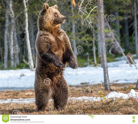 Brown Bear Standing On His Hind Legs Stock Image Image Of Color