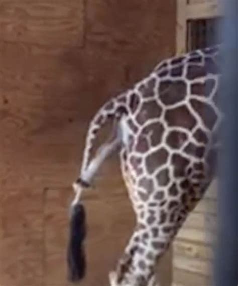 April The Giraffe In Labour Watch Pregnant Giraffe Finally Give Birth On Live Stream Nature