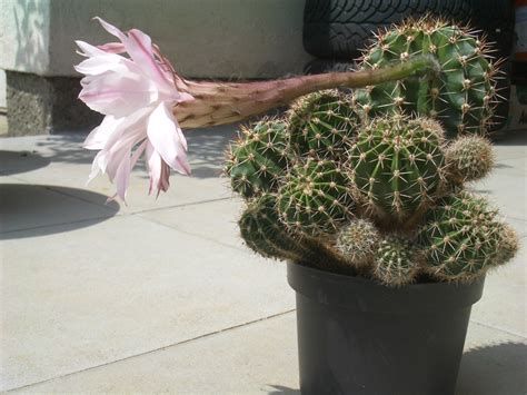 Fileflowering Cactus 3jpeg