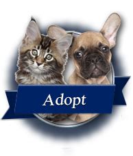 Adopt a homeless pet, sign up to volunteer, or make a donation—be a part of our barcs family. Cat and Dog Rescue Serving D.C., Maryland and Virginia ...