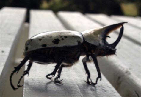 Male Eastern Hercules Beetle Whats That Bug