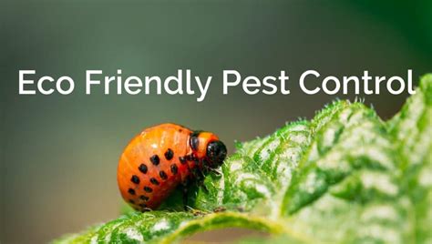 Pest library pests that invade your homes. 9 Eco Friendly Pest Control Alternatives to Chemical ...
