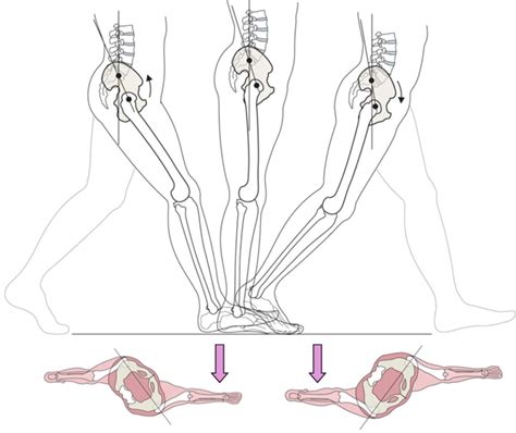 Anatomy Of The Axial Skeleton Of Vertebrates Musculoskeletal Key