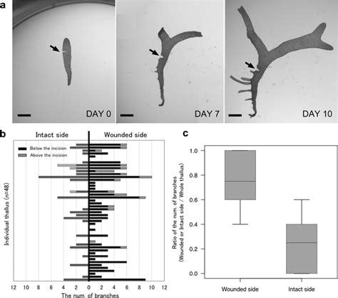Spatial Distribution Of Wound Induced Regenerated Branches Serial
