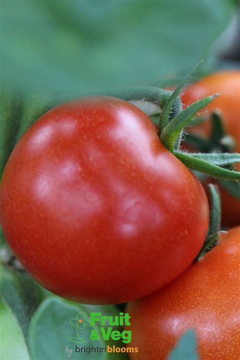 Tomato Shirley F1 Red Grow Veg And Fruit By Brighter Blooms