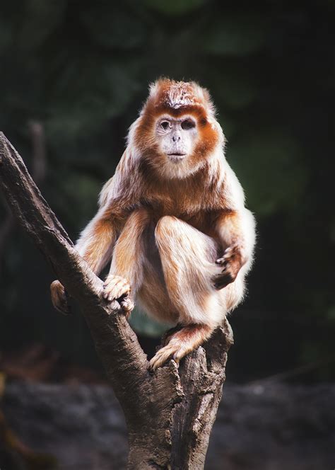 One Eyed Monkey Taken At The Bronx Zoo Sara Eve Flickr