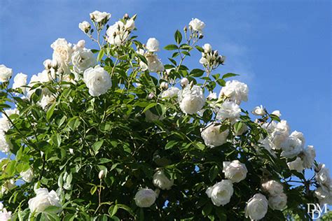 Parliamo di una specie arbustiva della stessa famiglia delle rosaceae. Con la rosa 'Iceberg' un arco di fiori bianchi come la neve | Fiori e Foglie