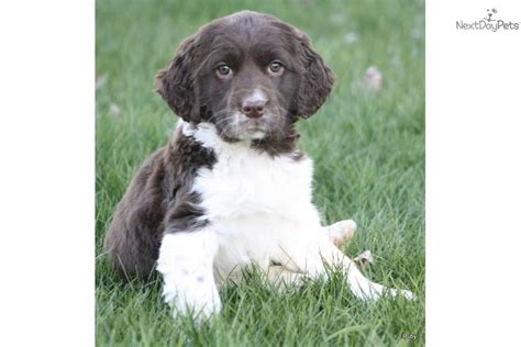 If you are interested in a foxboro puppy, please click here to fill out our questionnaire. English Springer Spaniel puppy for sale near Grand Rapids, Michigan | f1f942c5-4ee1