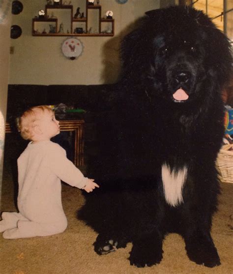 19 Little Babies And Their Big Ol Lovable Dog Friends Huffpost