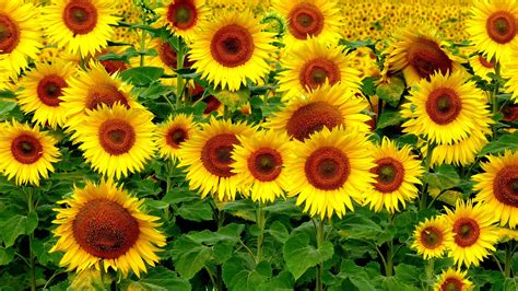Download Wallpaper 2560x1440 Field Sunflowers Landscape Widescreen 16