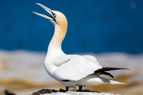 Top 25 Best Birds In Maine