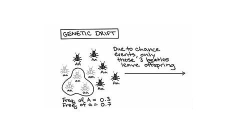 what is genetic drift provide an example
