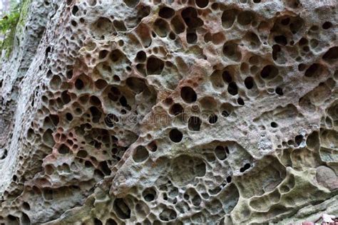 318 Texture Limestone Rock Holes Stock Photos Free And Royalty Free
