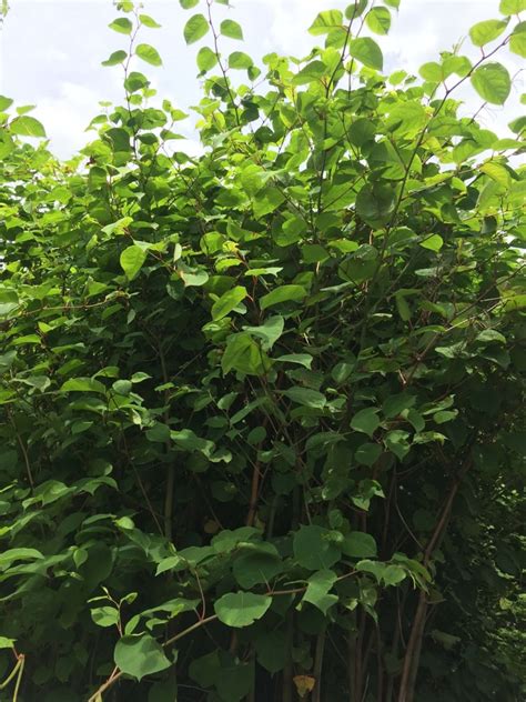 How to kill japanese knotweed with commercial herbicides. Japanese Knotweed Eradication in Hackney - Case Study