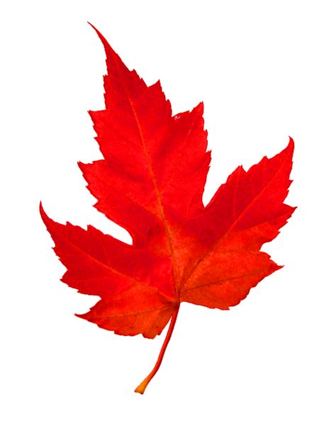 Canadian Maple Leaf Free Png Png Play