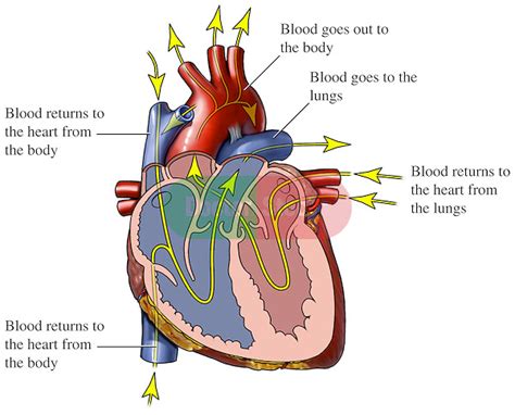Blood Flow Through The Heart Doctor Stock