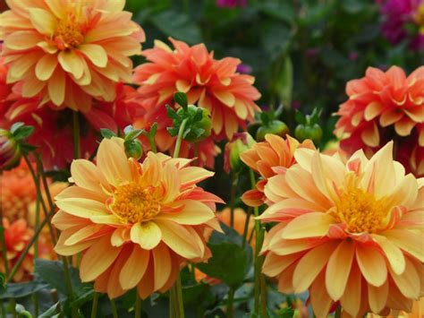 Dahlia Flower Garden Plants Light And Dark Orange Colored 4k Ultra Hd