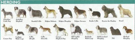 The 7 Dog Breed Groups Explained American Kennel Club Herding Dogs