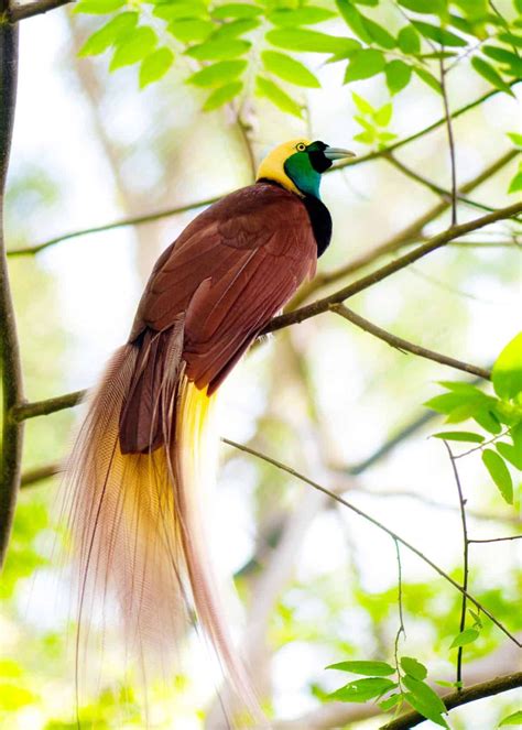 15 Of The Most Beautiful Birds In The World Pictures Videos Most