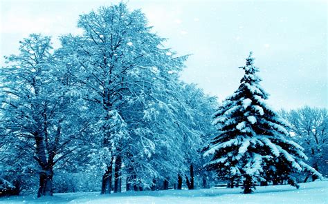 Snow Falling In Winter Forest Hd Wallpaper Background