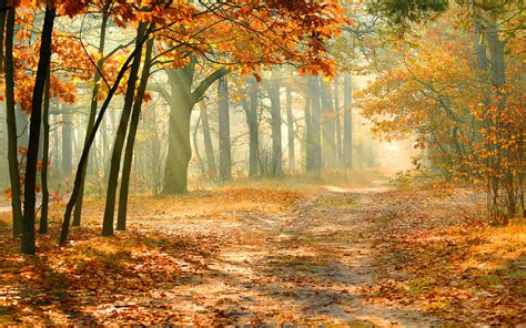 Autumn Forest Wallpaper 75 Pictures