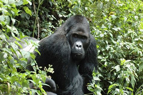 Worlds Largest Gorilla Moved To ‘critically Endangered Status The