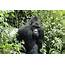 World’s Largest Gorilla Moved To ‘critically Endangered’ Status  The