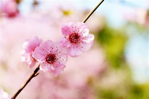 Pink Cherry Blossom In Close Up Photography · Free Stock Photo