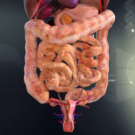 human female internal organs anatomy 3d model cgtrader