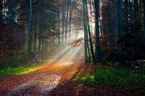 Sun Rays Forest Fall Path Leaves Trees Grass Nature Mist