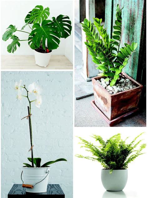Best Indoor Plants For Fall And Winter Articles