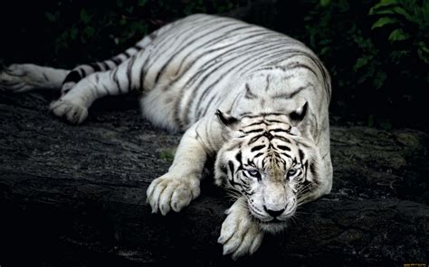 White Tiger Animal Hd Wallpaper